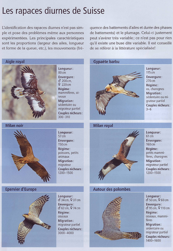 Les Rapaces diurnes en Suisse, Parapente, Gleitschirm, Paragliding — free download